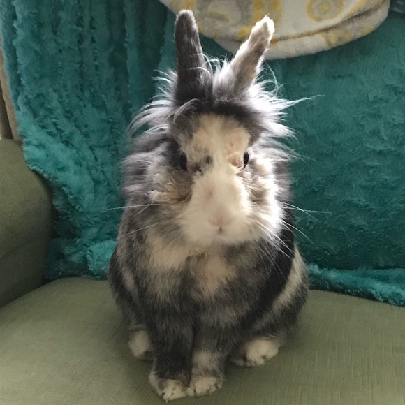 Meet your Posher, Monica - Picture 3 of 3